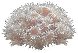 sea-anemones-4