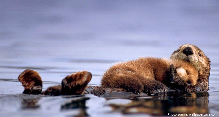 sea otter mother and cub