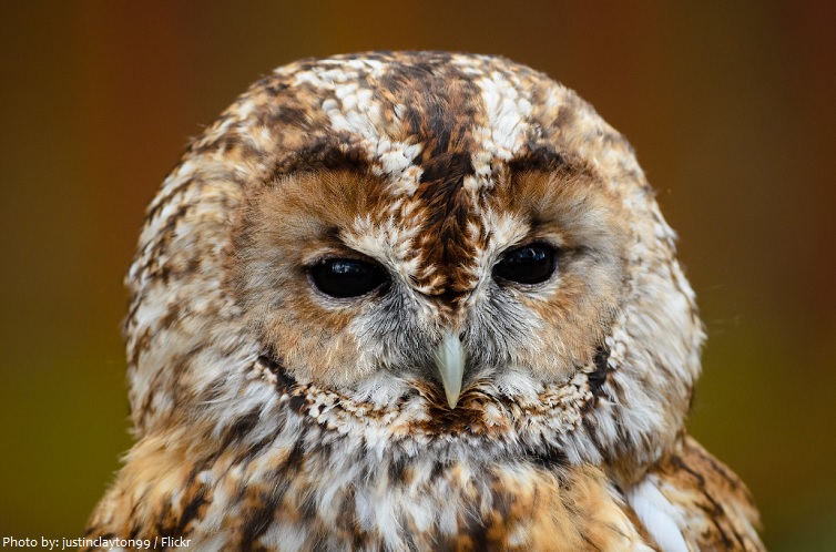 tawny-owl-2