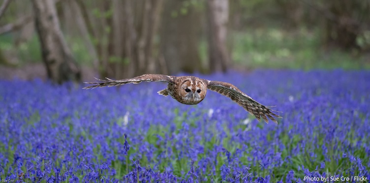 tawny-owl-3