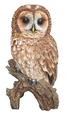 tawny-owl-7