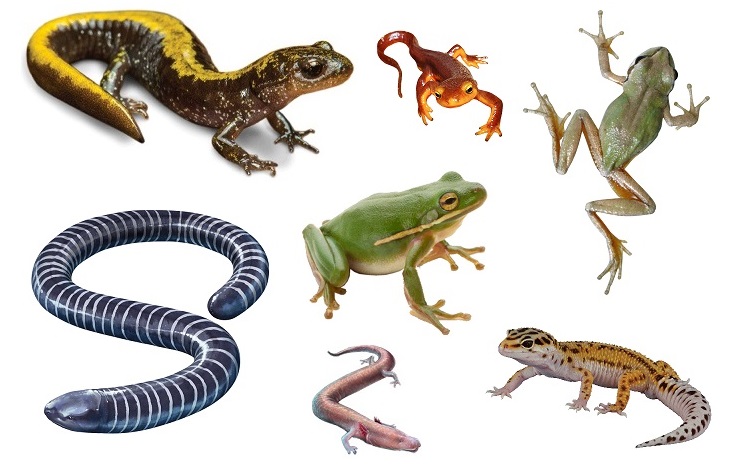 Interesting facts about amphibians | Just Fun Facts