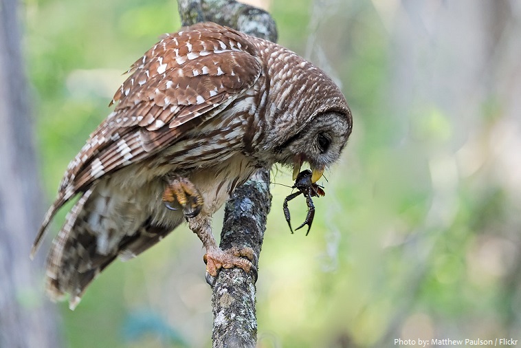 barred owl eating