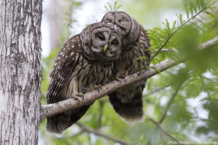 barred owls couple