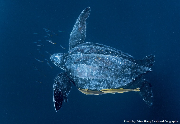 leatherback-sea-turtle-4