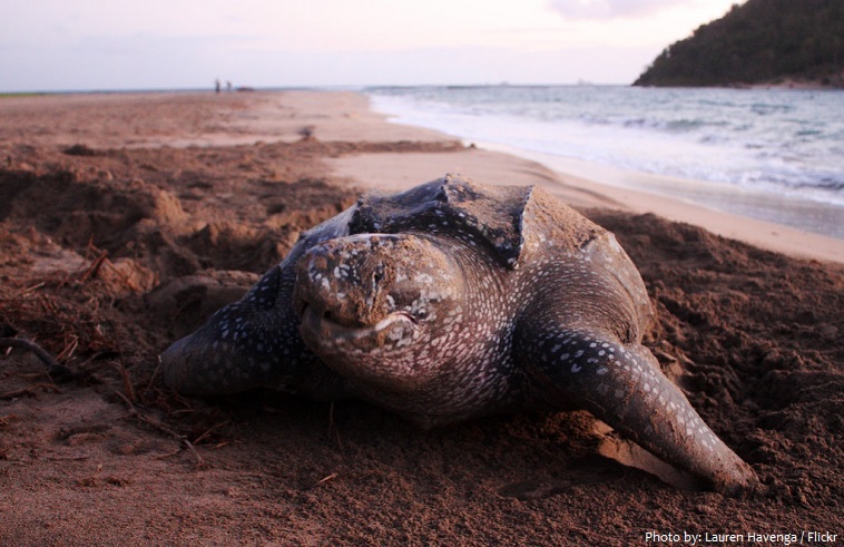 leatherback-sea-turtle-5