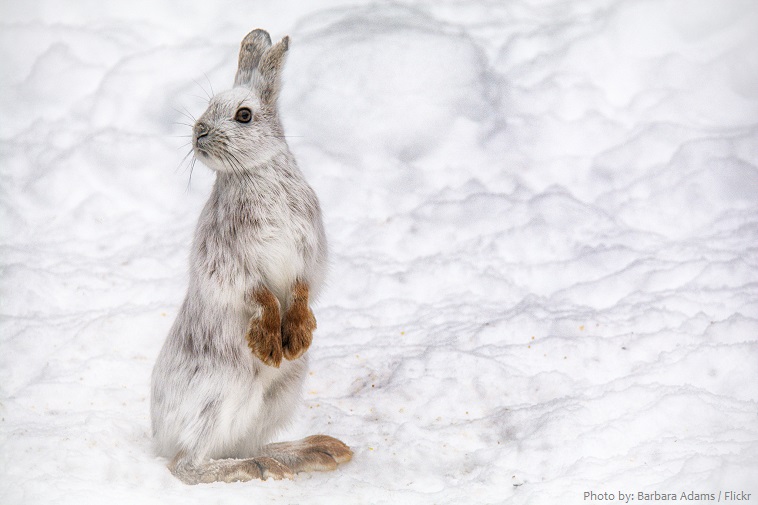 snowshoe-hare-2