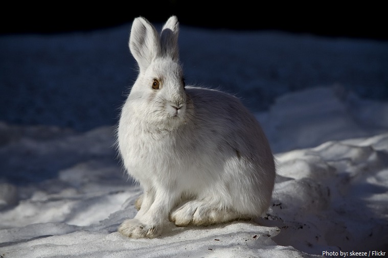snowshoe-hare-6