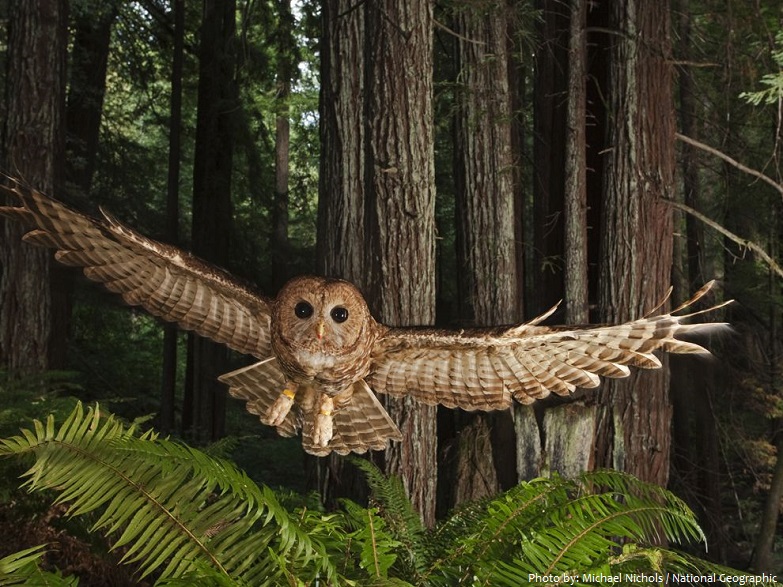 spotted-owl-2