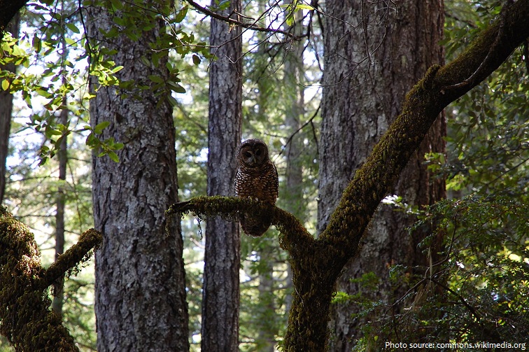 spotted-owl-4