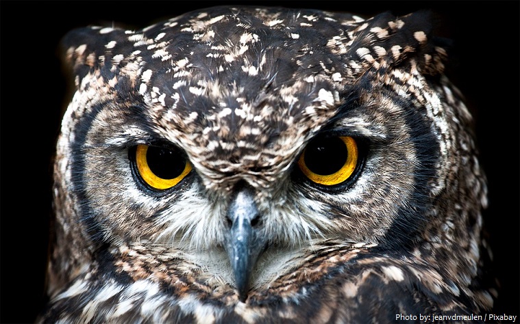 spotted-owl-5
