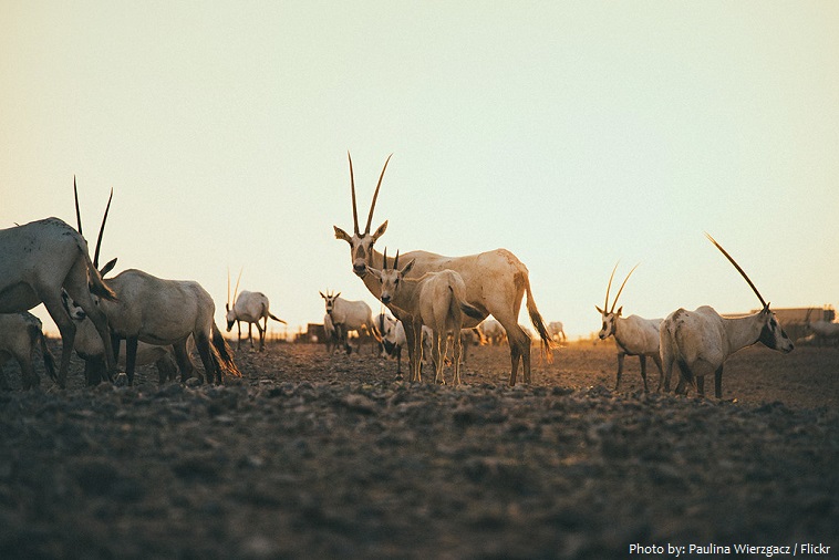 arabian-oryx-5