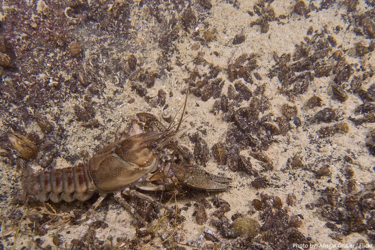 crayfish-5