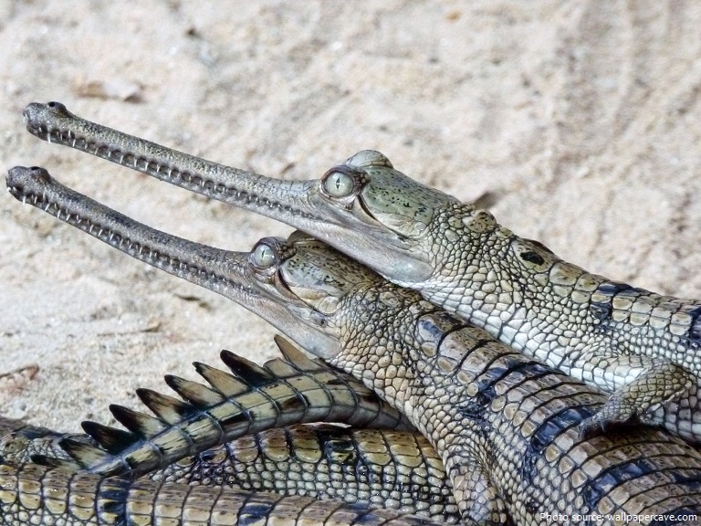 gharial youngs