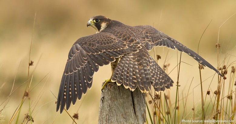 peregrine-falcon-4