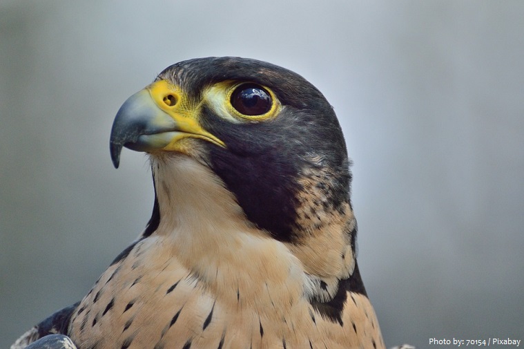 peregrine-falcon-6