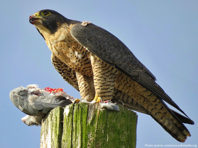 peregrine falcon eating