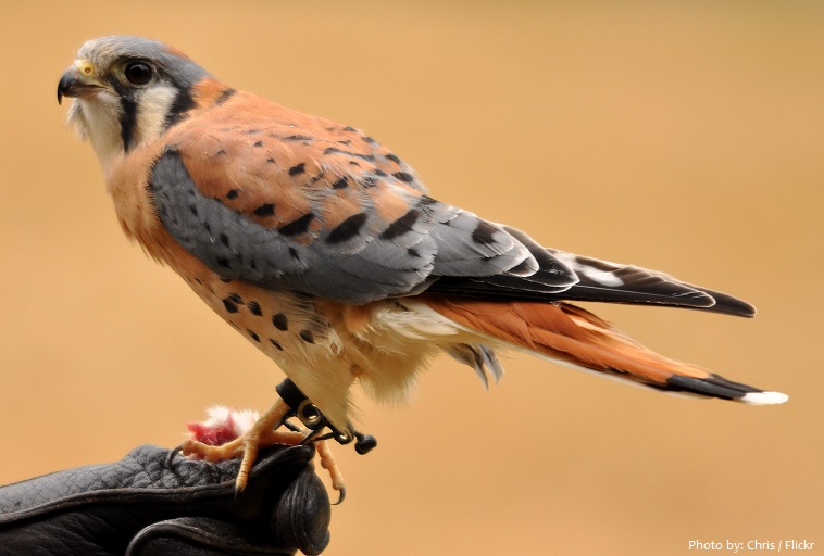 american kestrel falconry