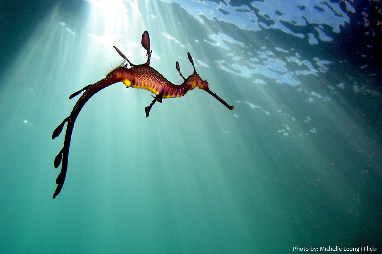 Interesting facts about common seadragons | Just Fun Facts