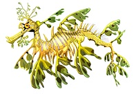 leafy-seadragon-6
