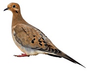 mourning-dove-3