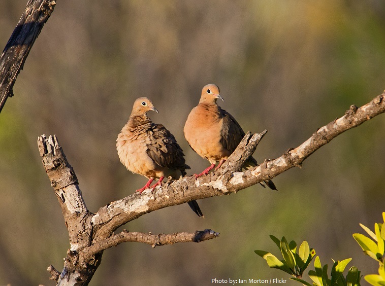mourning dove cople