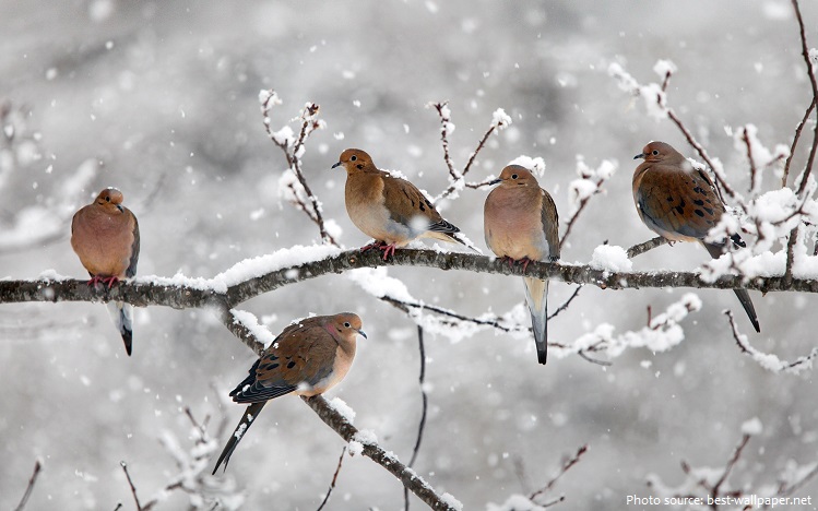 mourning-doves-2