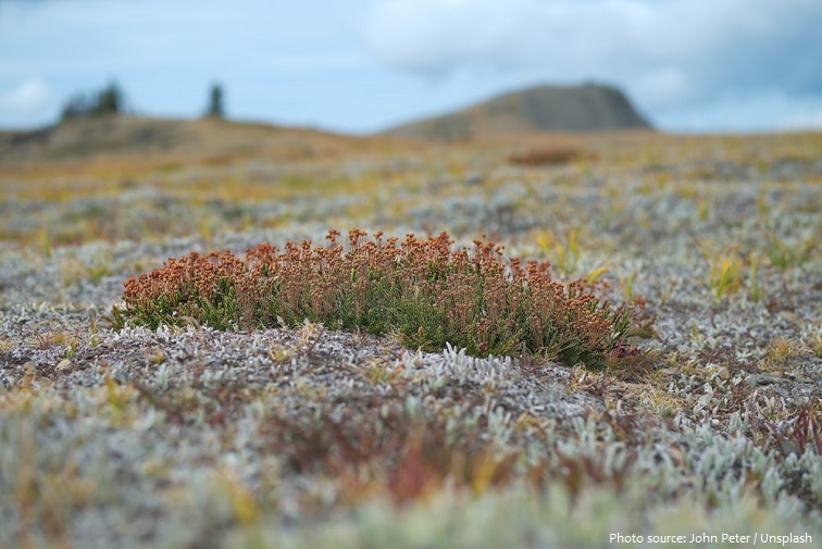 arctic tundra flowers