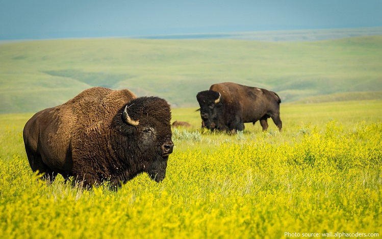 grassland bisons