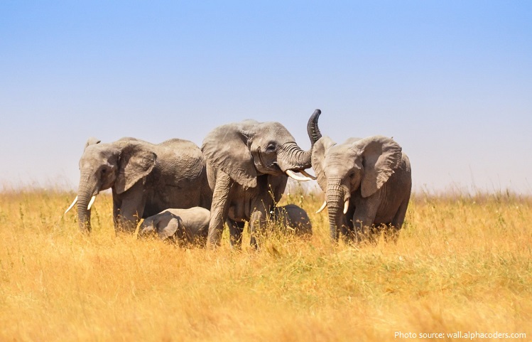 savanna elephants