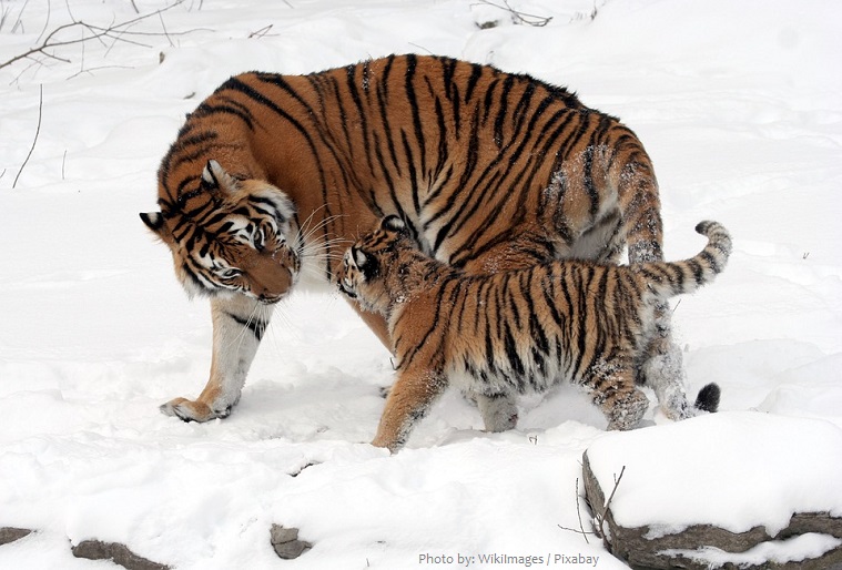 siberian tiger mother with cub