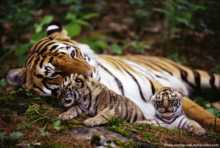 bengal tiger mother and cubs