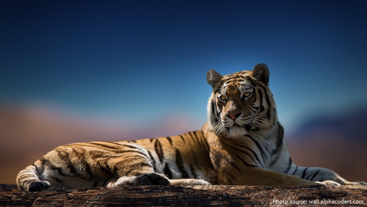 Royal Bengal tiger | Just Fun Facts