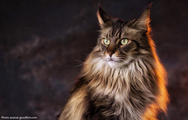 maine-coon-2