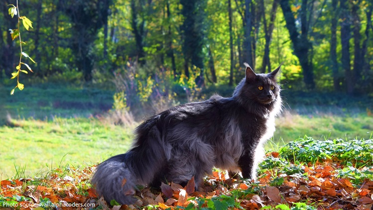 maine-coon-4