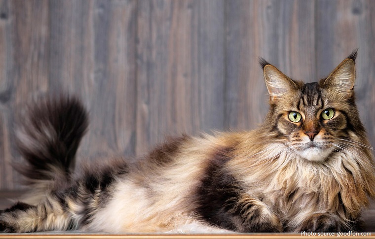 maine-coon-5