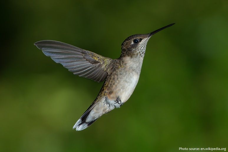 ruby-throated-hummingbird-2