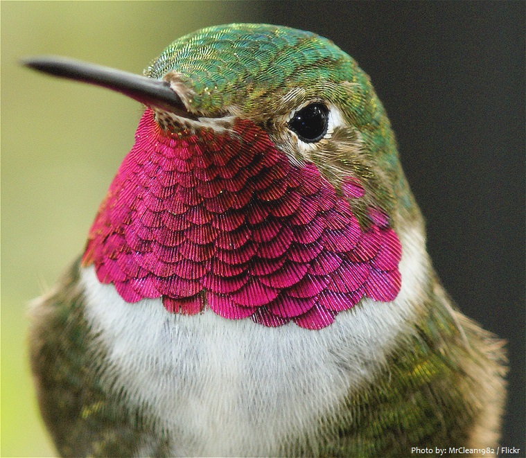 ruby-throated-hummingbird-3