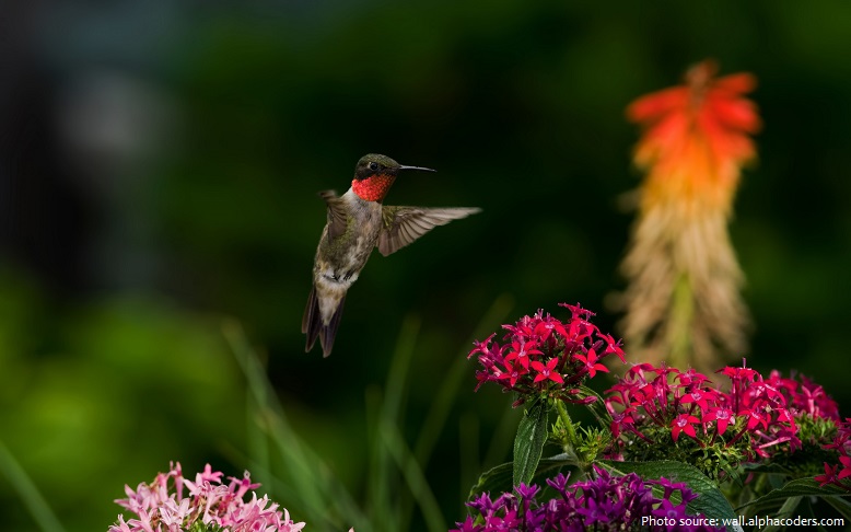 ruby-throated-hummingbird-4