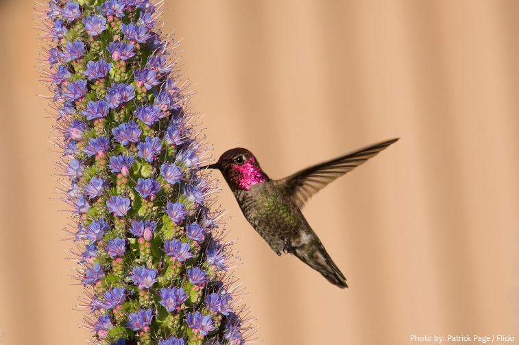 ruby-throated-hummingbird-5