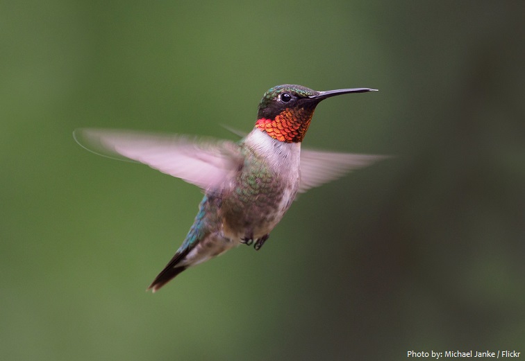 ruby-throated-hummingbird-6