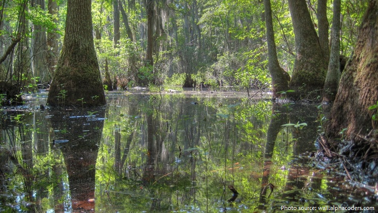 Interesting facts about swamps | Just Fun Facts