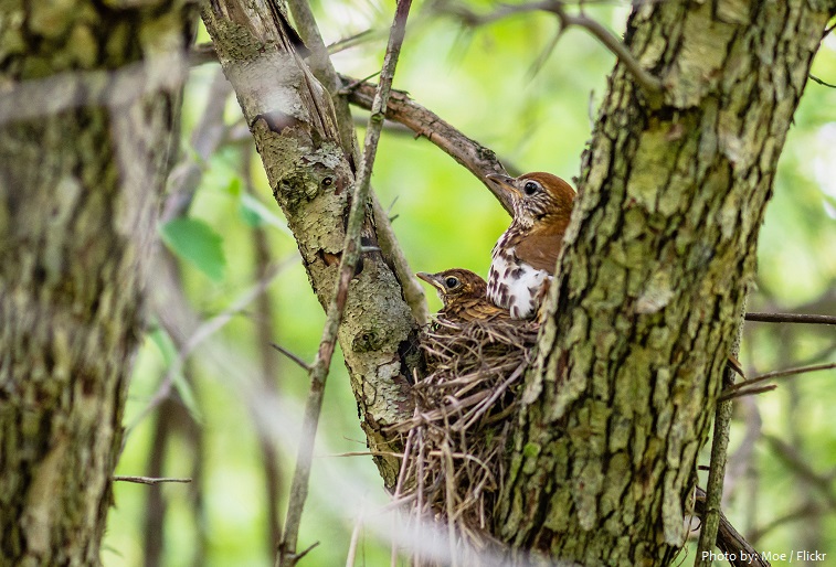 wood thrush nest