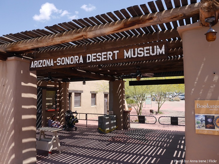 arizona-sonora desert museum