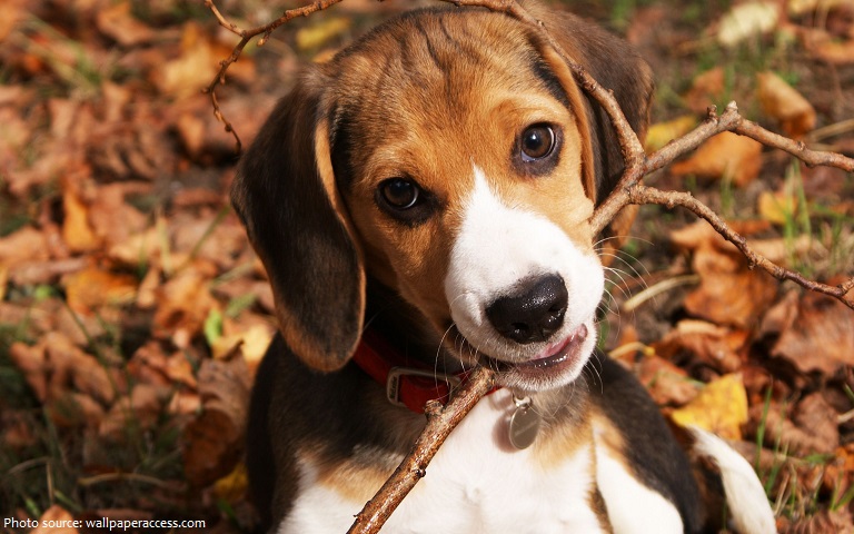 beagle-3