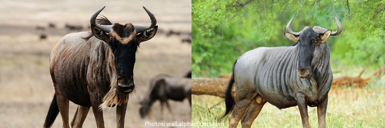 blue wildebeest vs black wildebeest