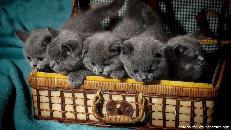 british shorthair kittens