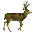 mule-deer-7