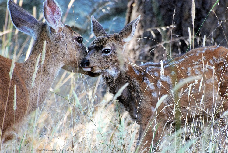 mule deer mother and fawn
