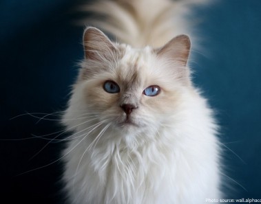 Interesting facts about ragdoll cats